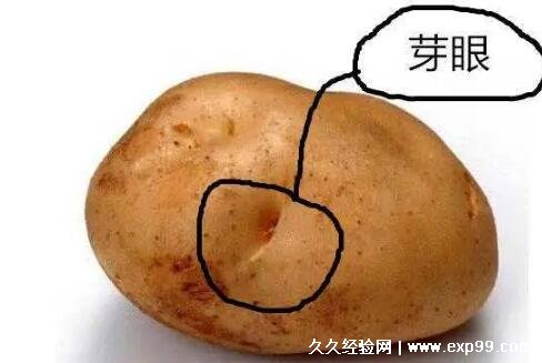 发芽的土豆怎么处理可以吃芽眼挖干净4个步骤发芽严重不能吃