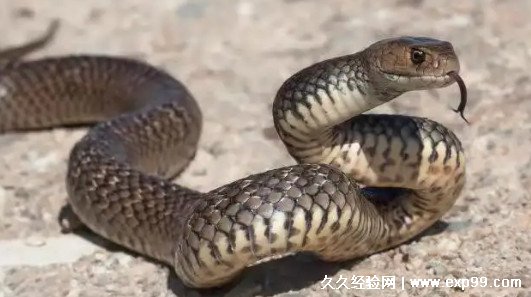 世界十大最毒的蛇排名第一毒性是眼镜王蛇20倍