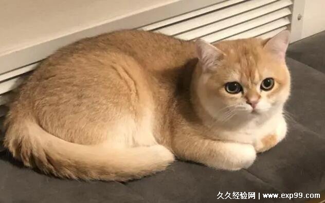 金渐层猫价格多少钱一只 幼猫最低3500元一只 成猫贵1000元 久久经验网