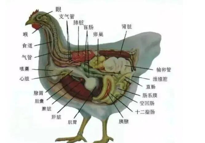 日料烧鸟提灯是鸡的什么部位图片卵巢以及卵巢内部位